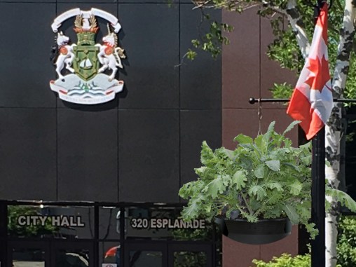 City Hall Kale Slide